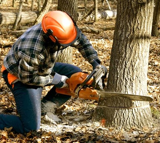 Tree Removal in Bridgeport, PA